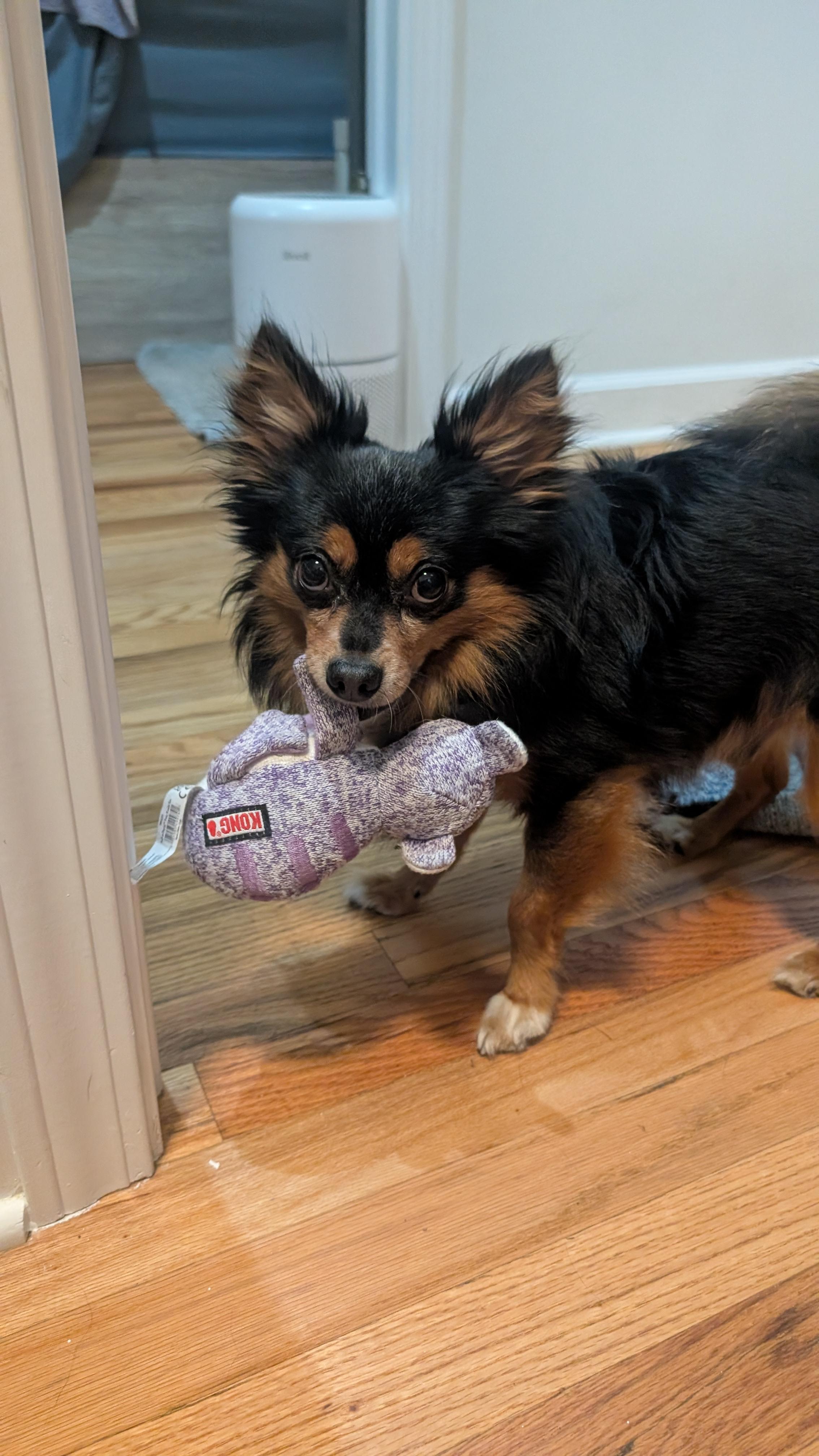 Enlarge Brownie (Experienced Owner Required), a Adoptable Chihuahua in Dayton, OH image 4/5