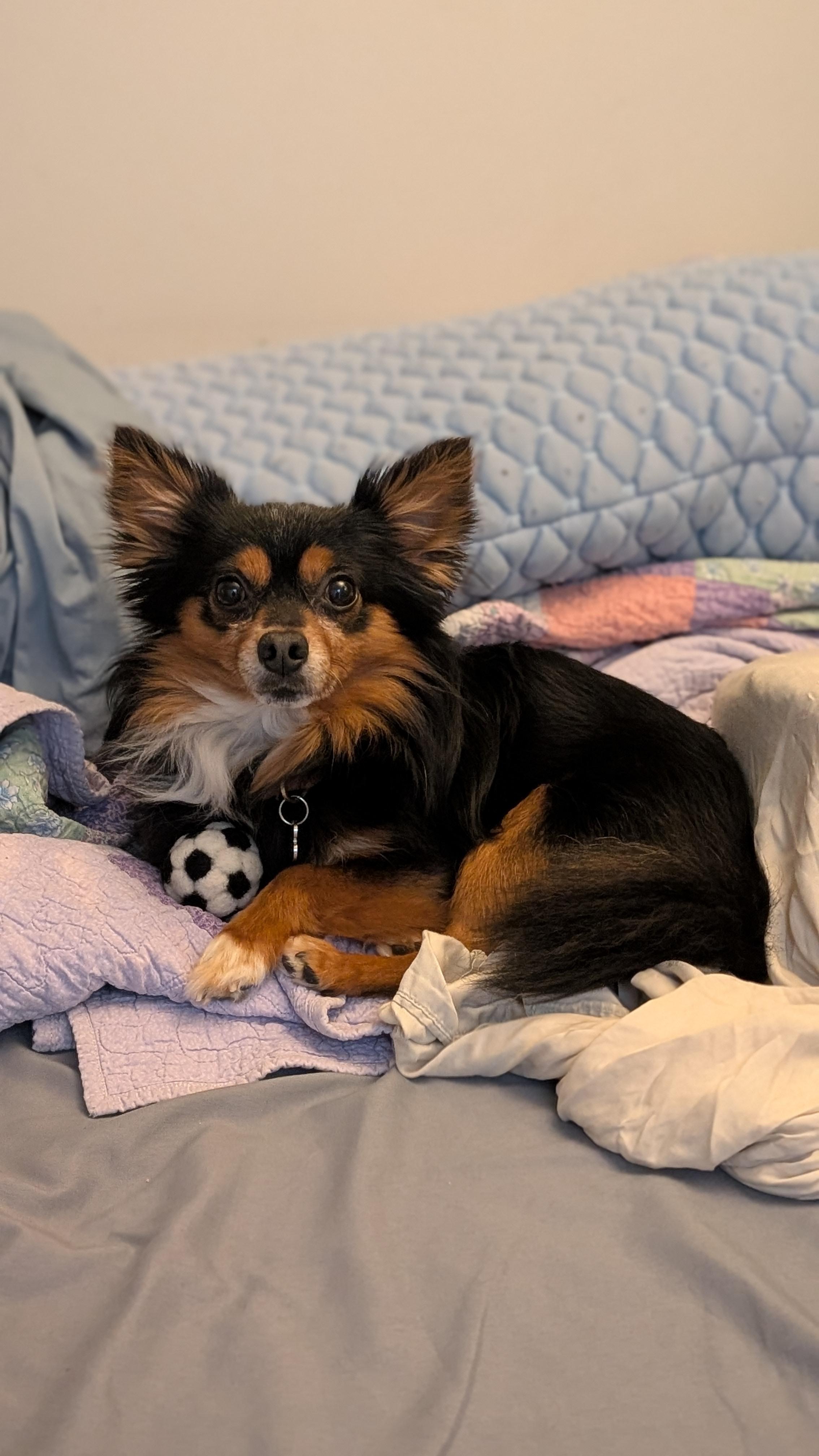 Enlarge Brownie (Experienced Owner Required), a Adoptable Chihuahua in Dayton, OH image 3/5