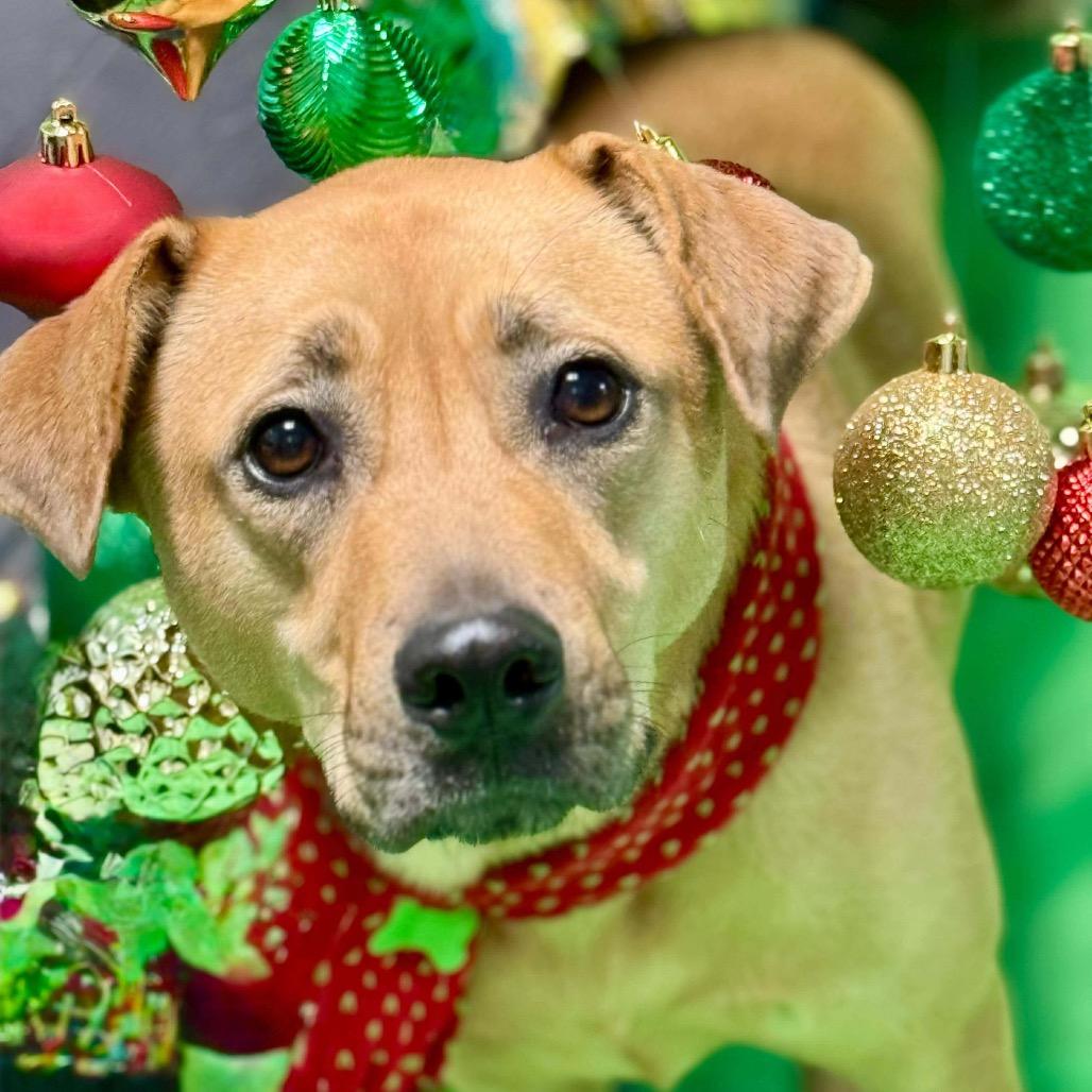 Remi II, a Adoptable mixed breed in Wadena, MN image 1/6