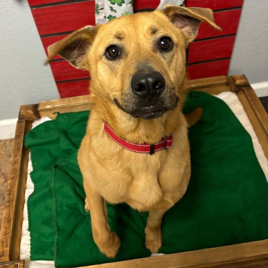 Remi II, a Adoptable mixed breed in Wadena, MN image 3/6