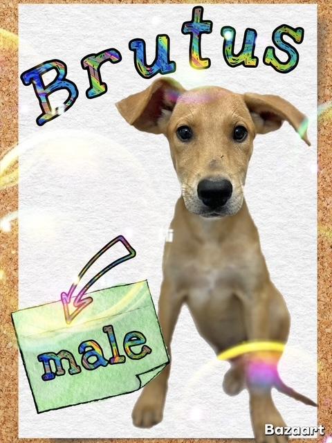 Brutus