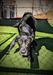 Enlarge LORI, a Adoptable Plott Hound in Clyde, NC image 1/1