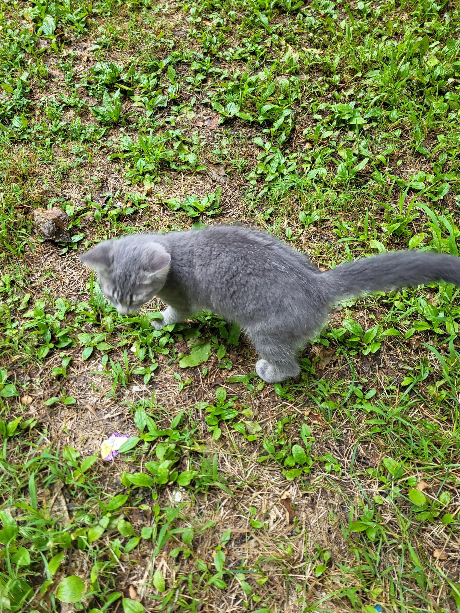 Dust Bunny