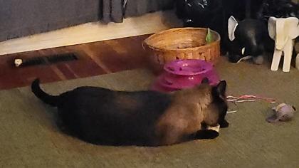 Enlarge Oscar, a Adoptable Domestic Short Hair in Cranbrook, BC image 2/3