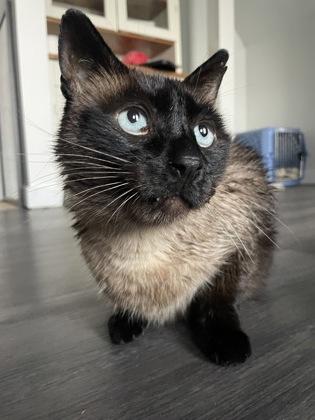 Oscar, Adoptable, Senior Male Domestic Short Hair.