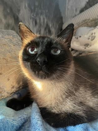 Enlarge Oscar, a Adoptable Domestic Short Hair in Cranbrook, BC image 3/3