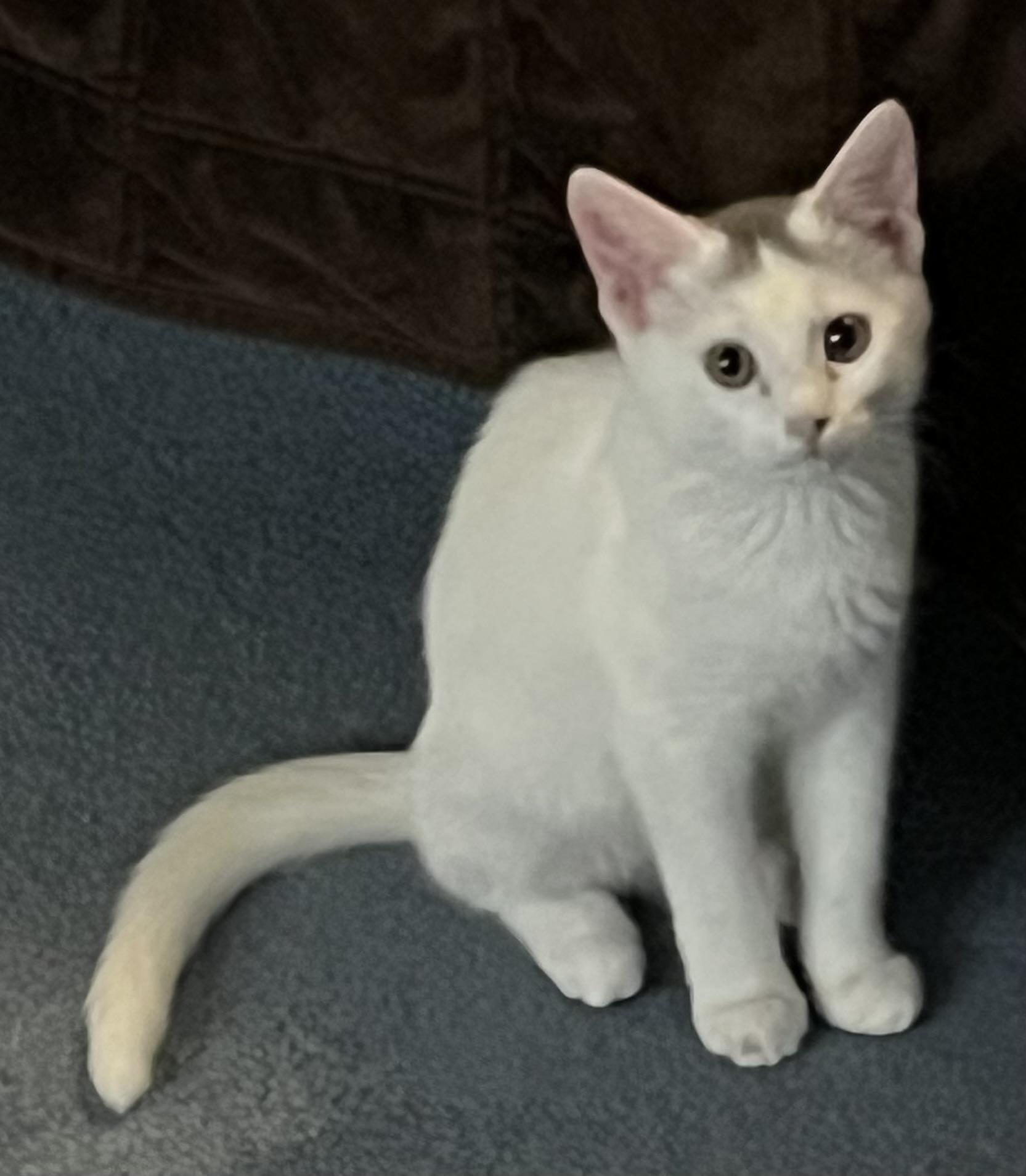 Enlarge Cookie, a Adoptable Domestic Medium Hair in Independence, MO image 5/5
