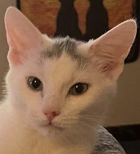 Enlarge Cookie, a Adoptable Domestic Medium Hair in Independence, MO image 1/5