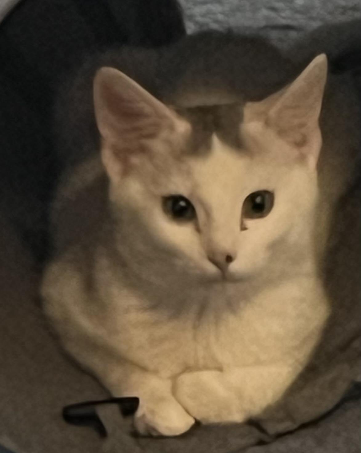 Enlarge Cookie, a Adoptable Domestic Medium Hair in Independence, MO image 2/5