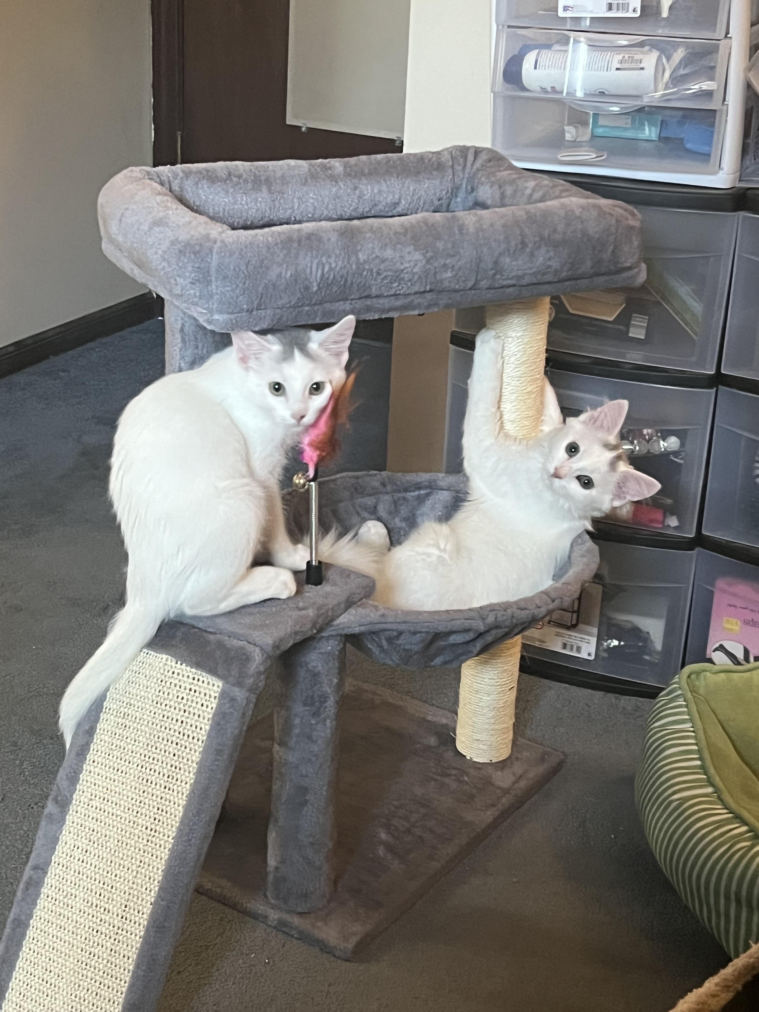 Enlarge Cookie, a Adoptable Domestic Medium Hair in Independence, MO image 4/5