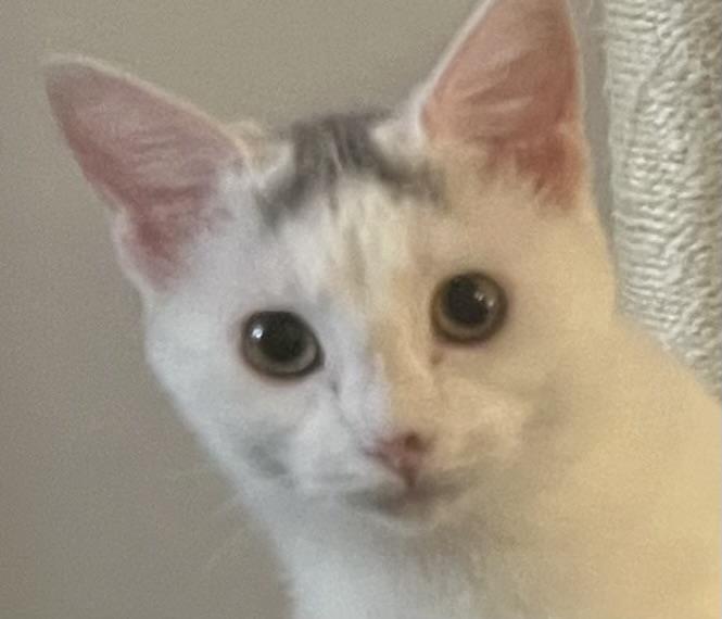 Cookie, Adoptable, Kitten Female Domestic Long Hair.