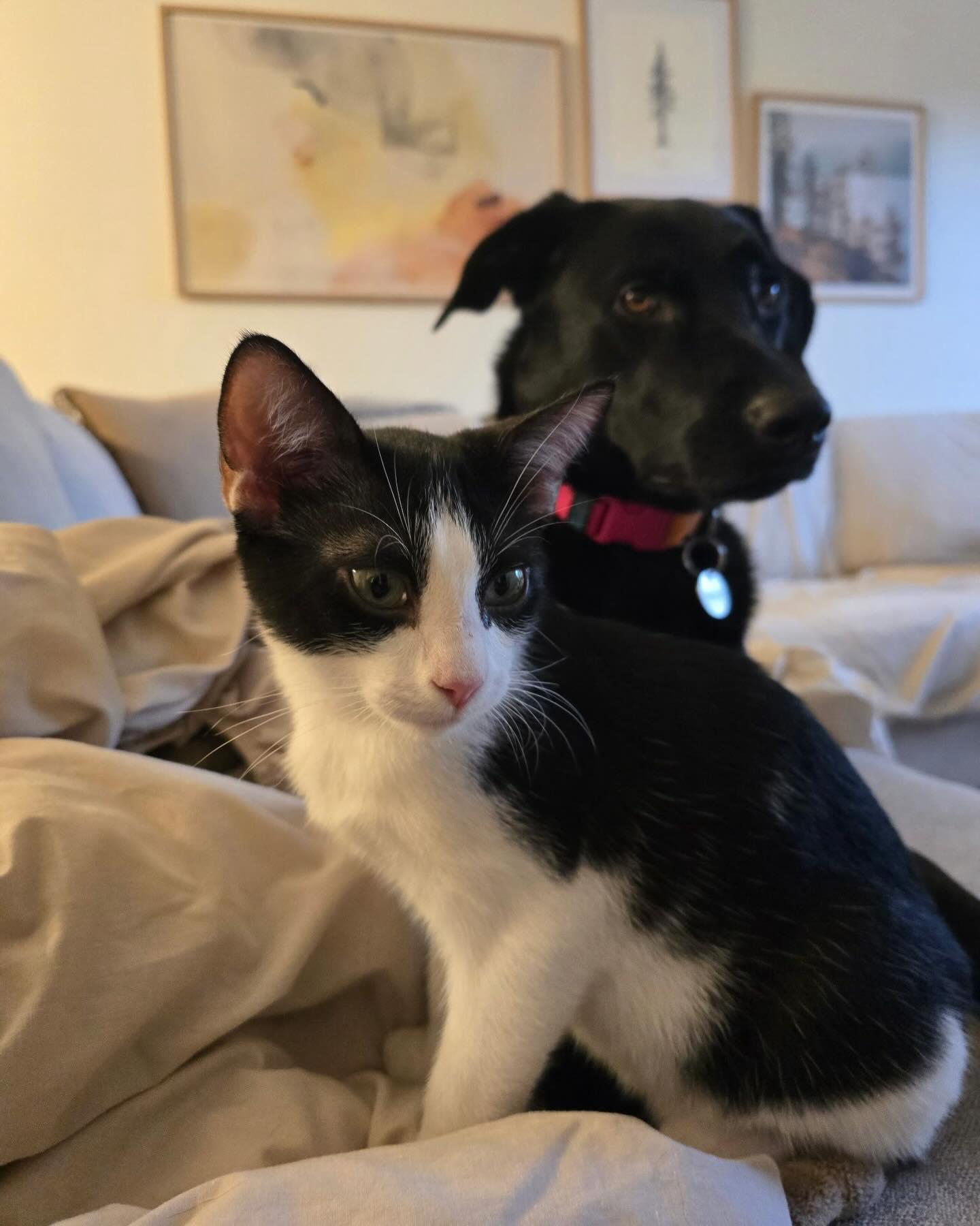 Enlarge CLYDE, an adopted Domestic Short Hair in Coquitlam, BC image 2/6