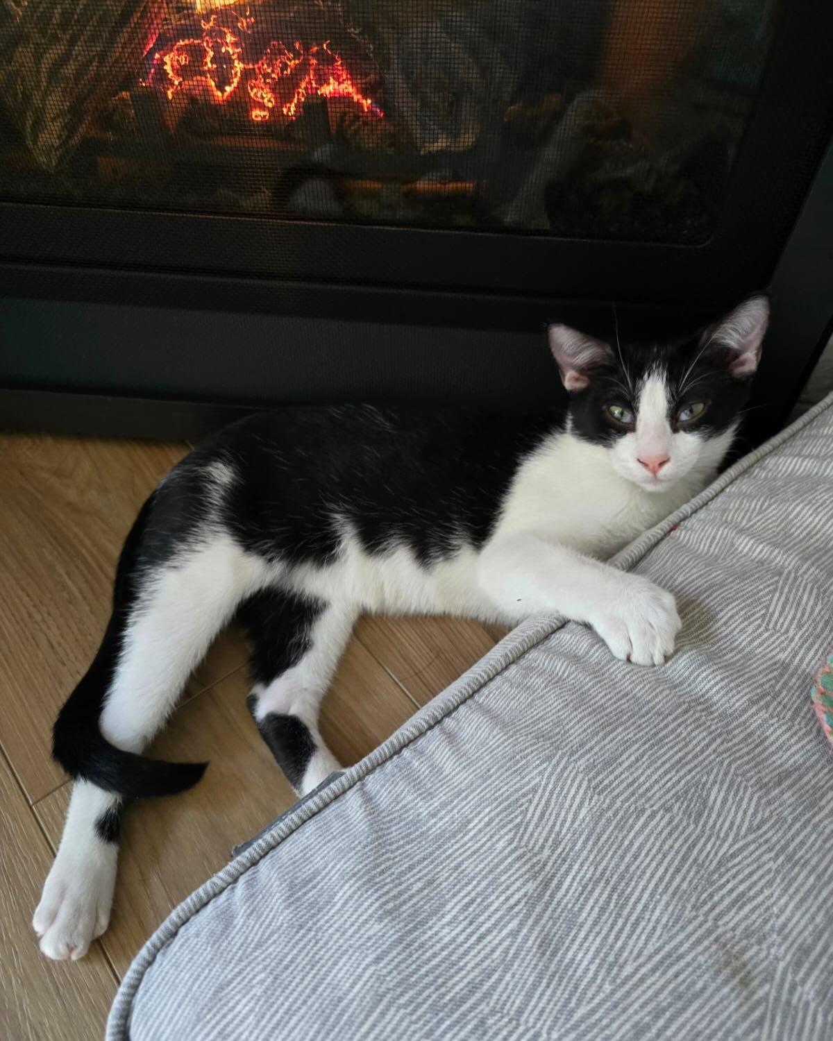 Enlarge CLYDE, an adopted Domestic Short Hair in Coquitlam, BC image 4/6