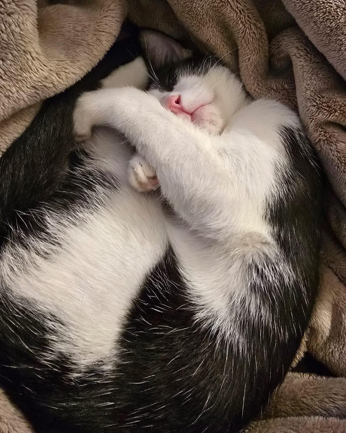 Enlarge CLYDE, an adopted Domestic Short Hair in Coquitlam, BC image 5/6