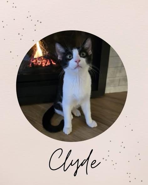 Enlarge CLYDE, an adopted Domestic Short Hair in Coquitlam, BC image 1/6