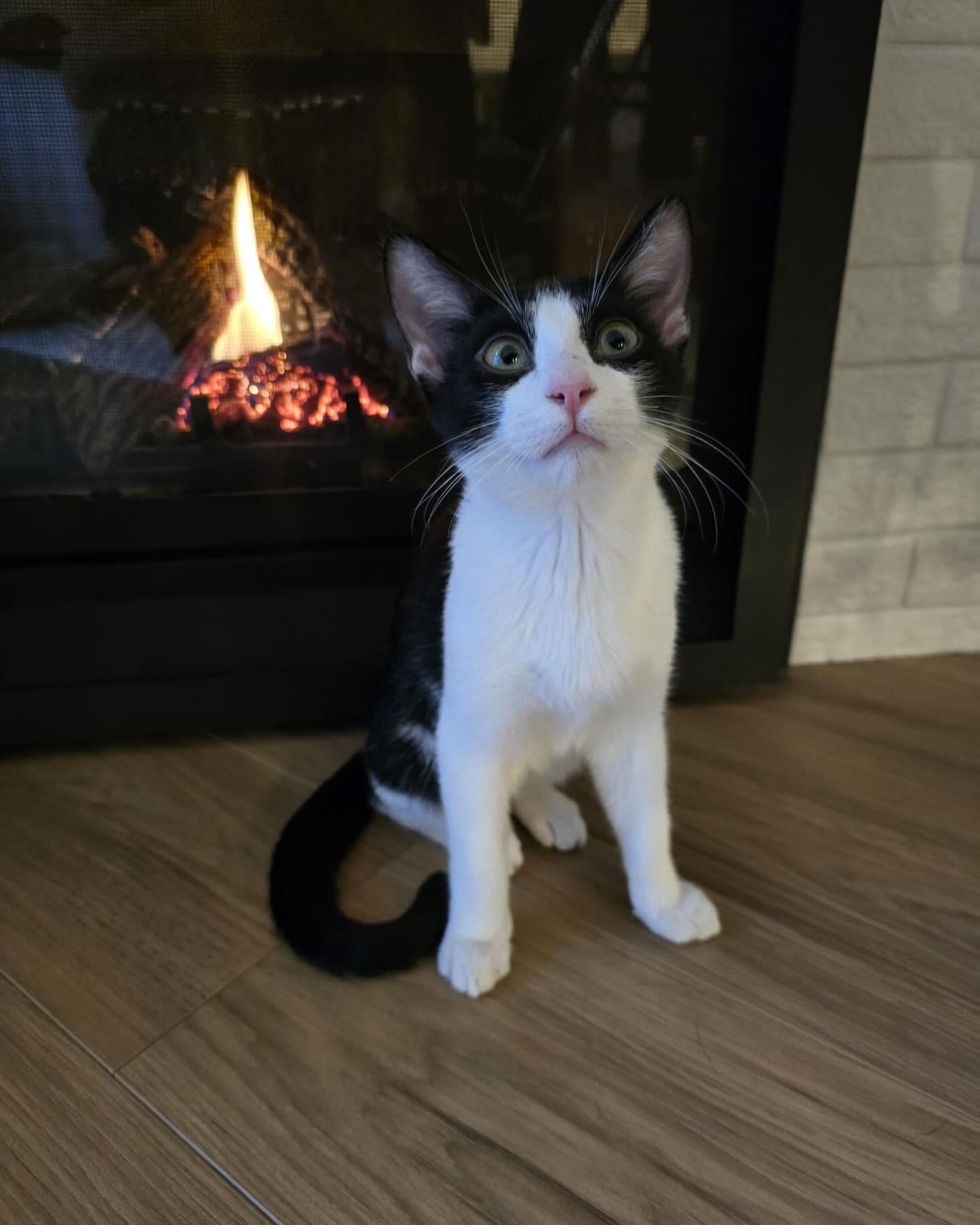 Enlarge CLYDE, an adopted Domestic Short Hair in Coquitlam, BC image 6/6