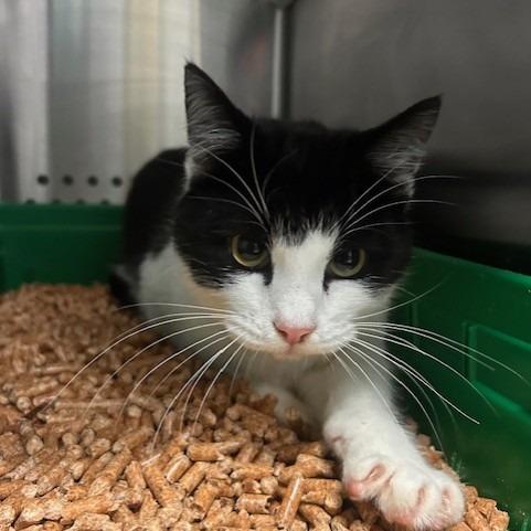 Heart, Adoptable, Young Female Domestic Short Hair.