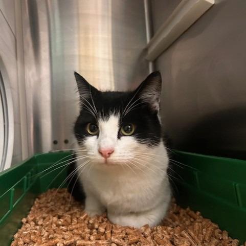 Heart, a Adoptable Domestic Short Hair in Port Townsend, WA image 2/6