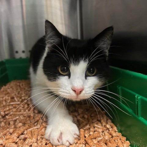 Heart, a Adoptable Domestic Short Hair in Port Townsend, WA image 4/6