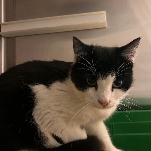 Heart, a Adoptable Domestic Short Hair in Port Townsend, WA image 5/6