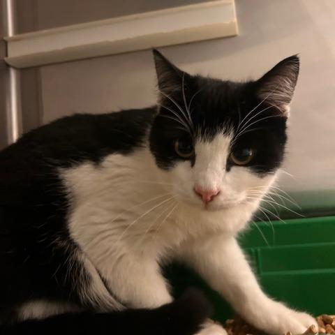 Heart, a Adoptable Domestic Short Hair in Port Townsend, WA image 6/6