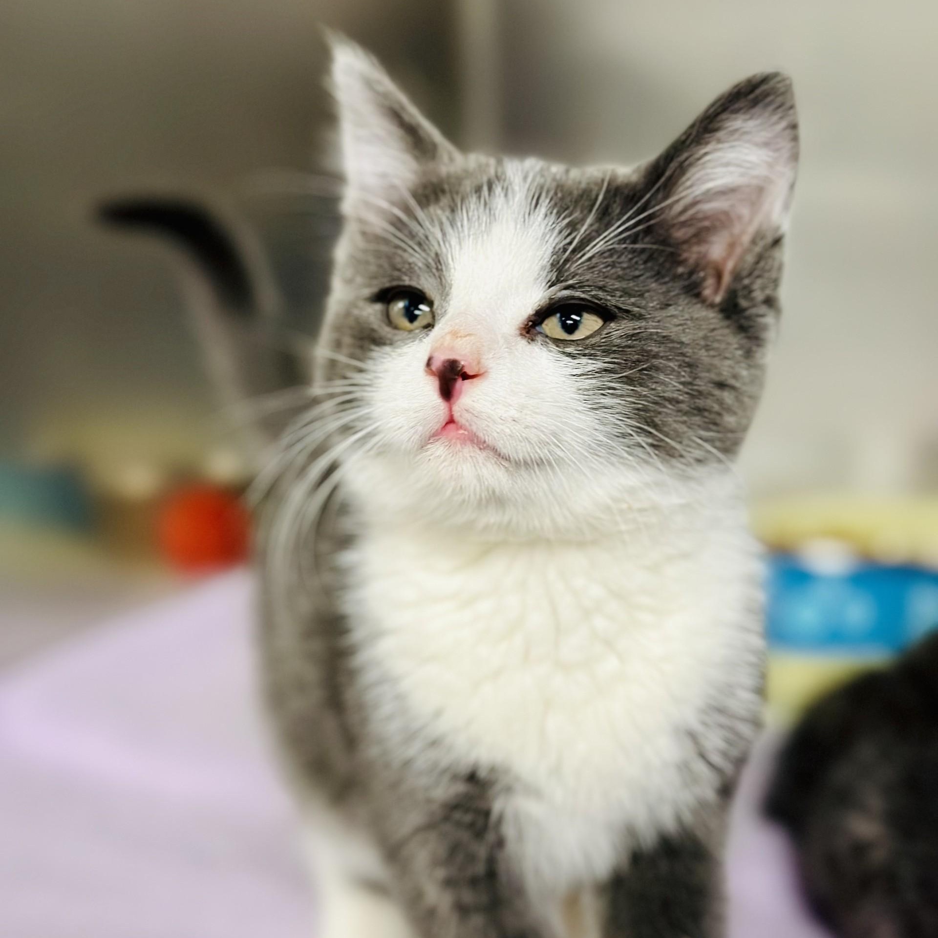 Cha-Cha , adopted, Kitten Male Domestic Short Hair.