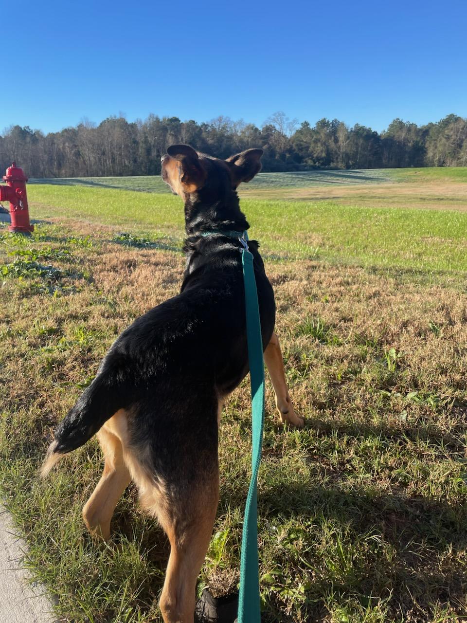 Dutchess, Adult Female German Shepherd Dog
