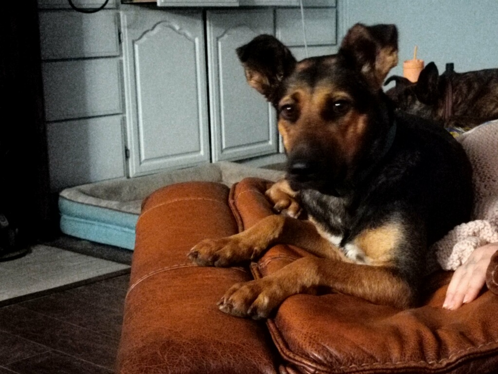 Dutchess photo 4