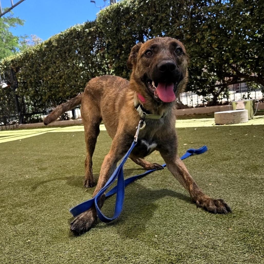 Enlarge Yelena, a Adoptable mixed breed in Albuquerque, NM image 1/6