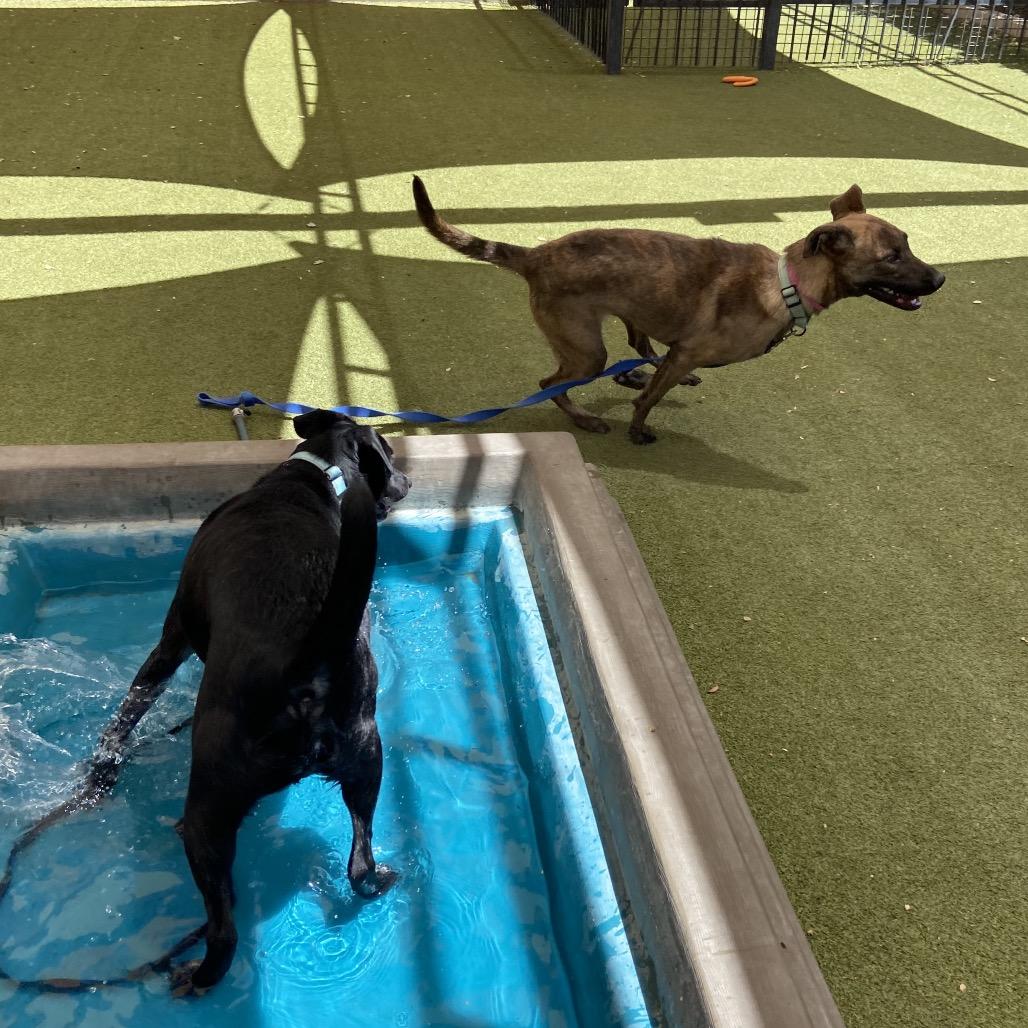 Enlarge Yelena, a Adoptable mixed breed in Albuquerque, NM image 2/6