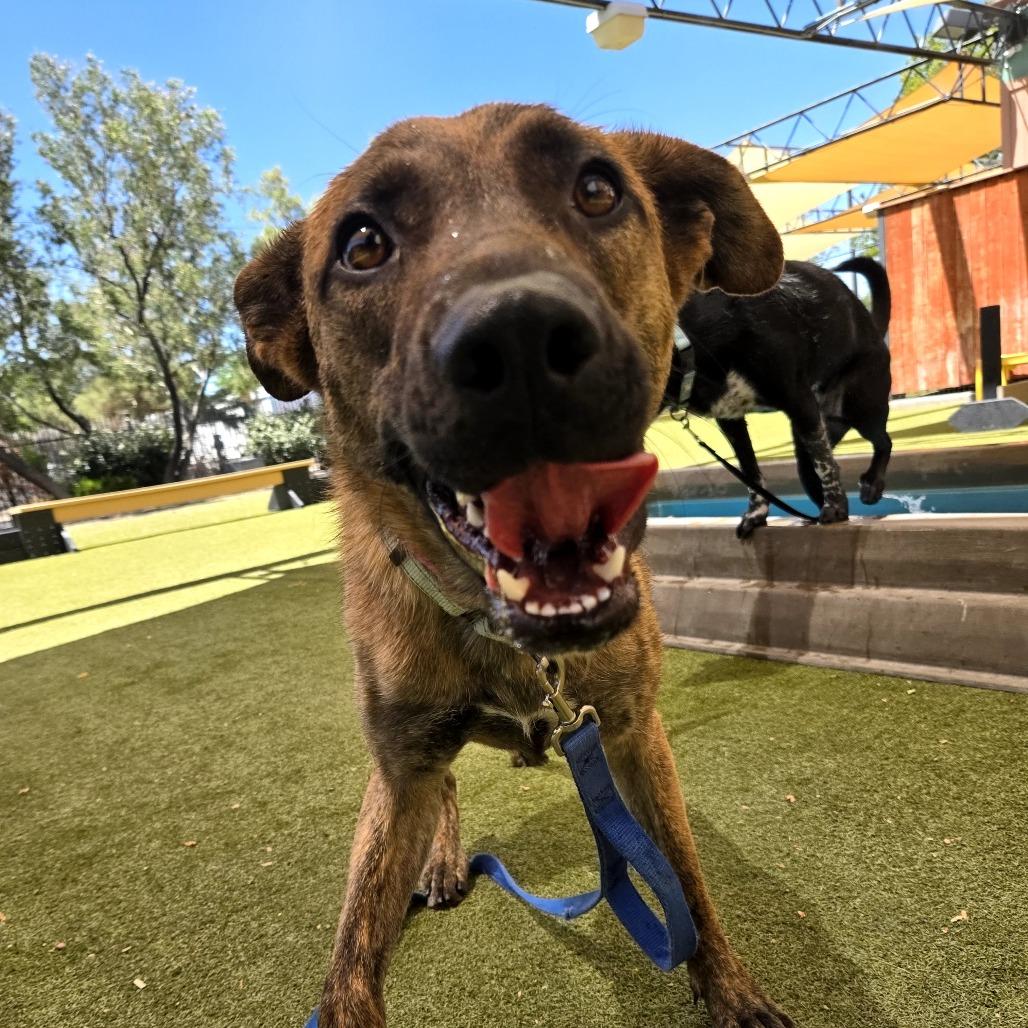 Enlarge Yelena, a Adoptable mixed breed in Albuquerque, NM image 4/6