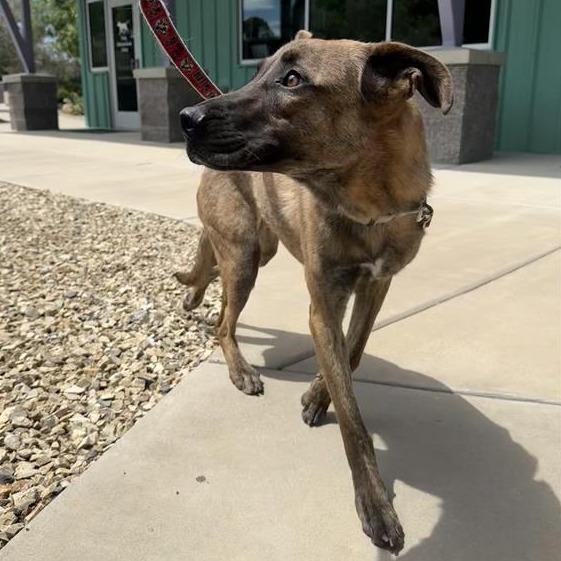 Enlarge Yelena, a Adoptable mixed breed in Albuquerque, NM image 5/6