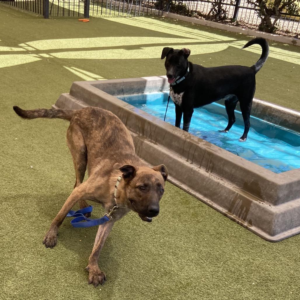 Enlarge Yelena, a Adoptable mixed breed in Albuquerque, NM image 6/6