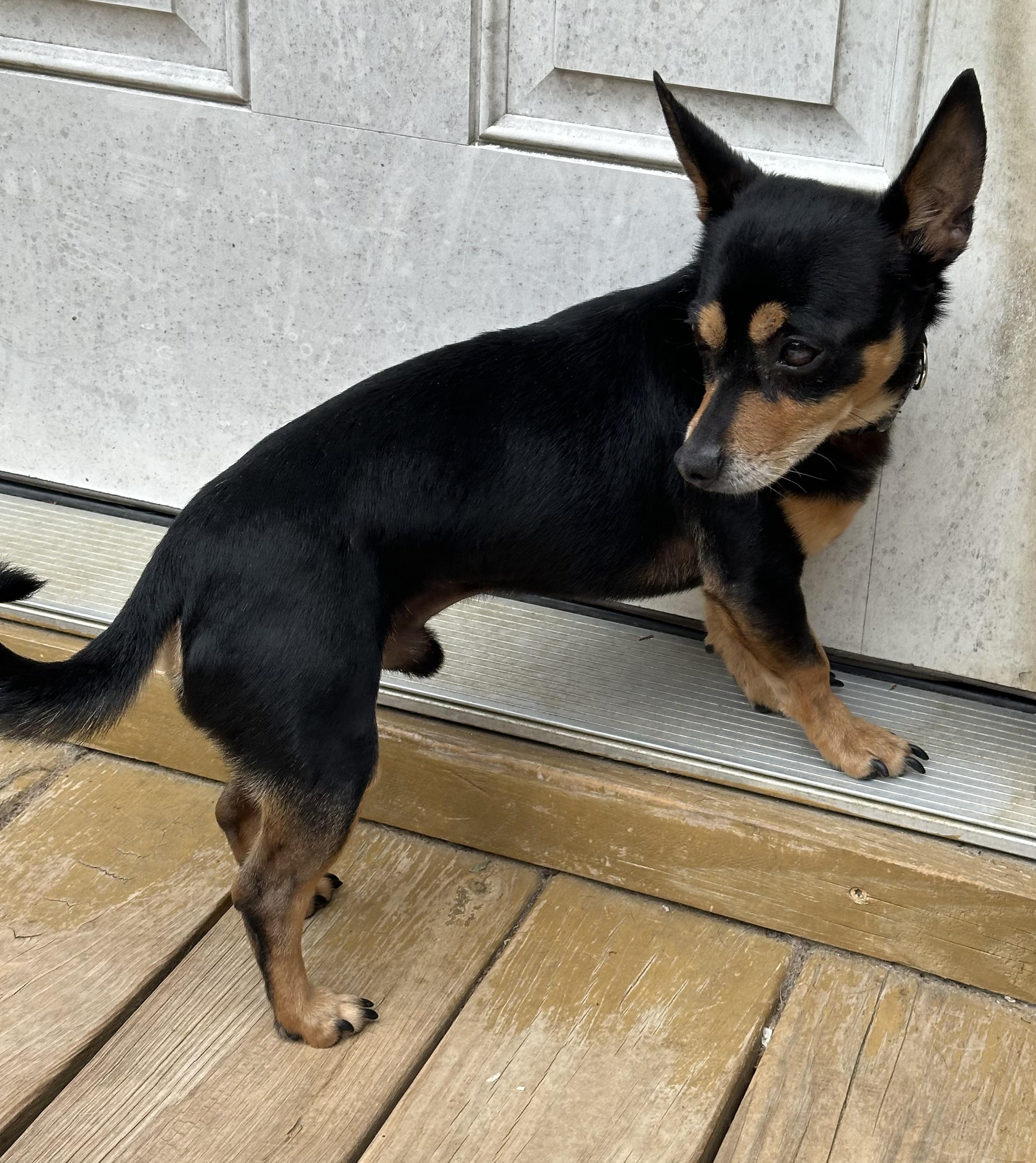 Whitt, an adopted mixed breed in Lexington, NC image 5/6