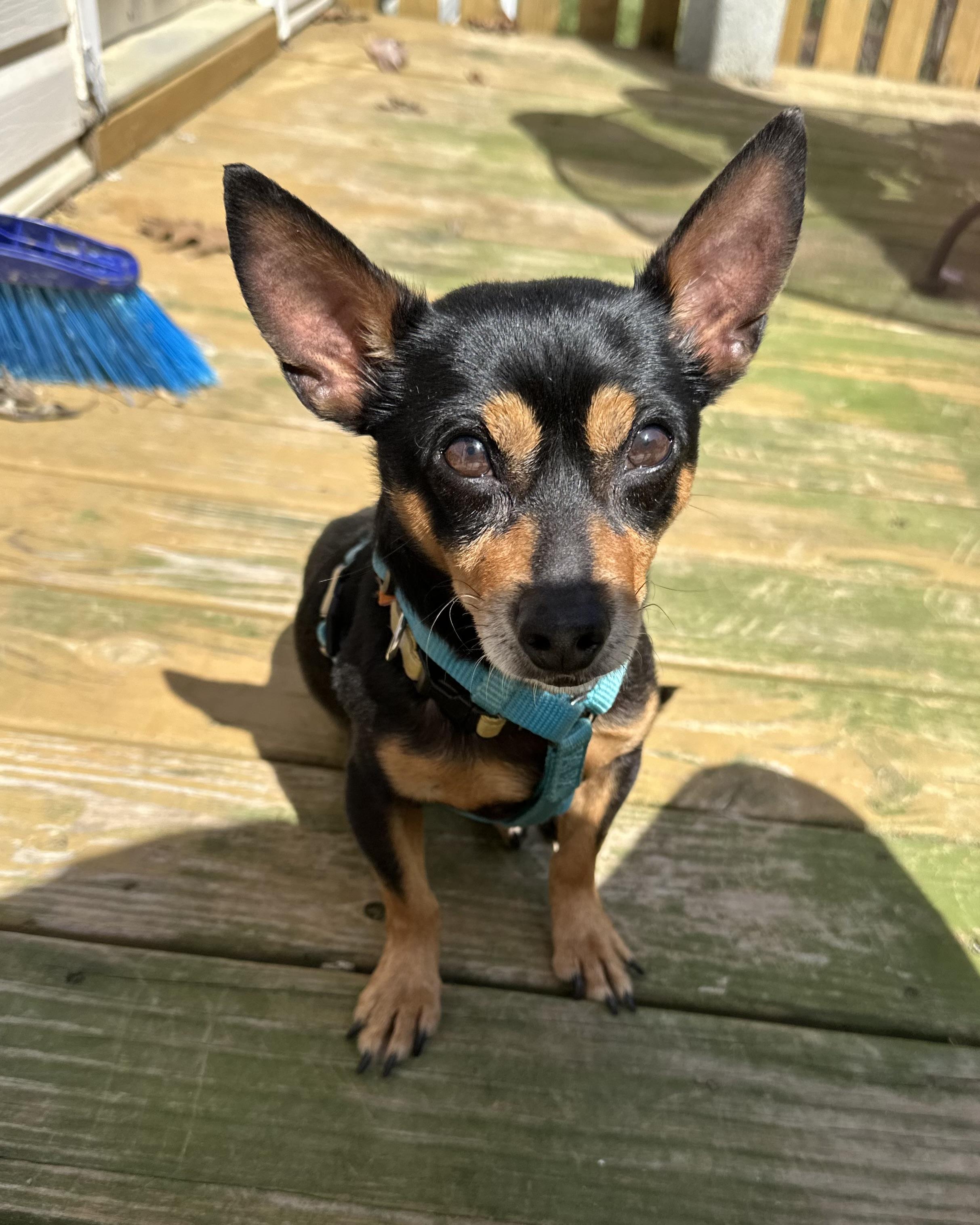 Whitt, an adopted mixed breed in Lexington, NC image 1/6