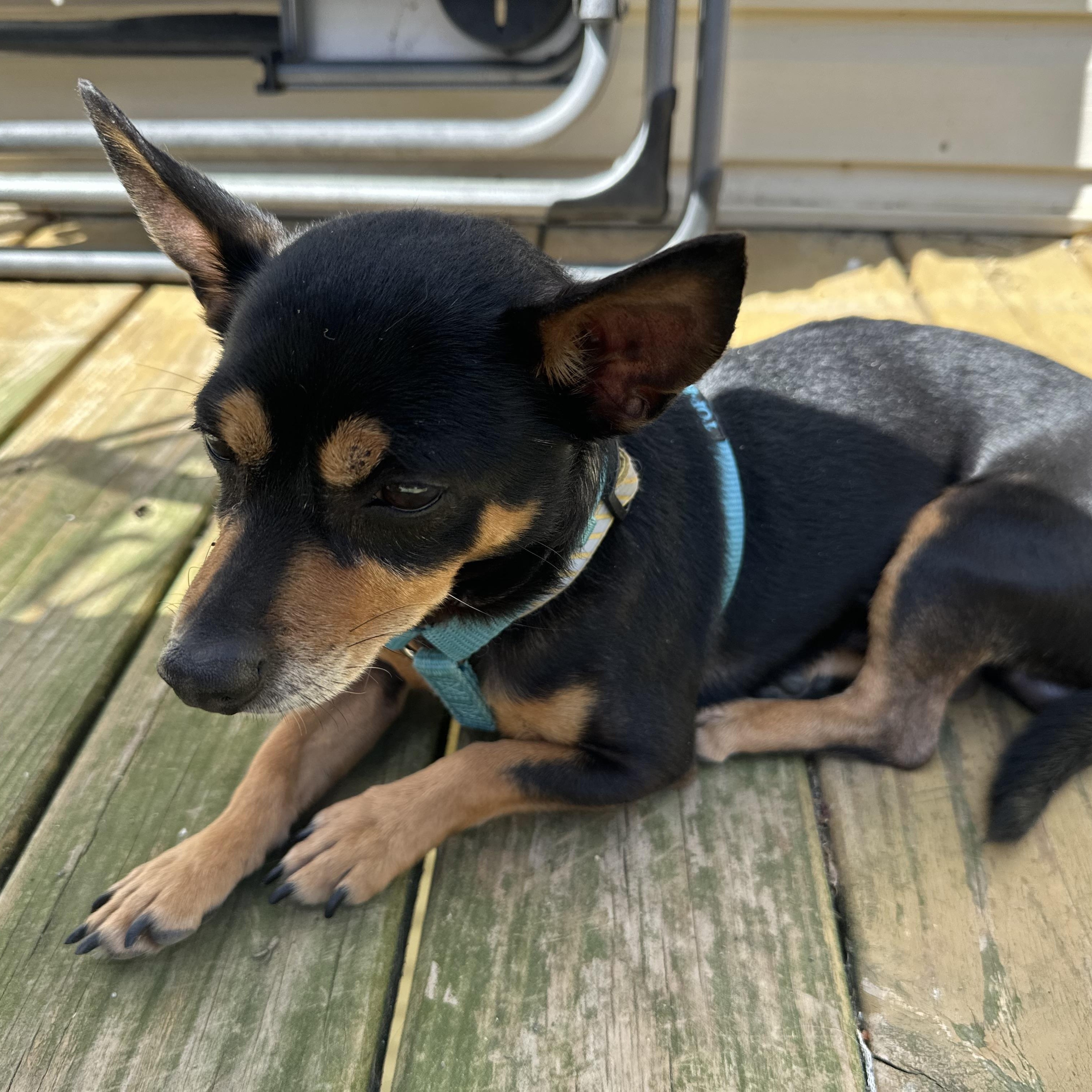 Whitt, an adopted mixed breed in Lexington, NC image 2/6