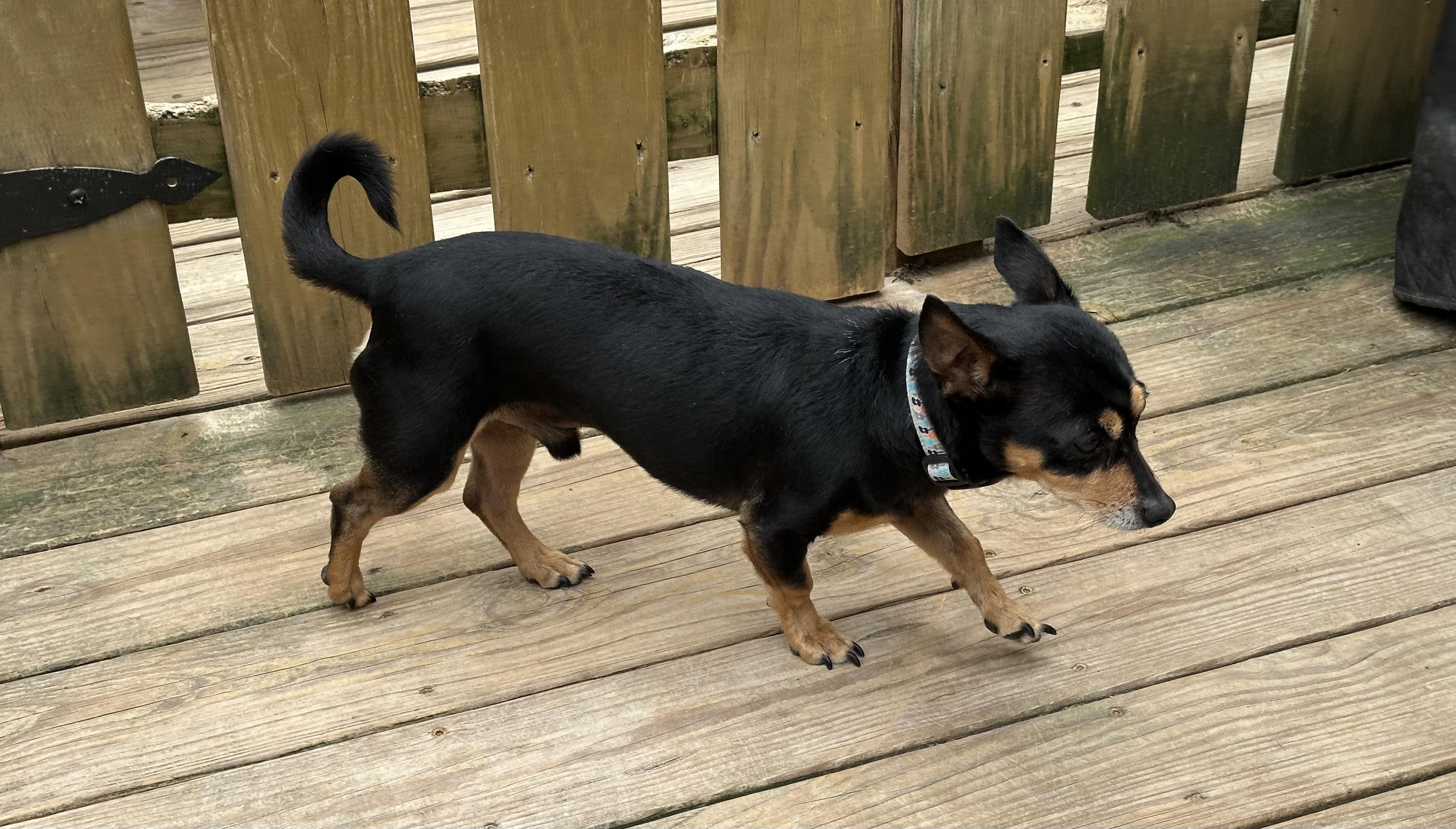 Whitt, an adopted mixed breed in Lexington, NC image 4/6