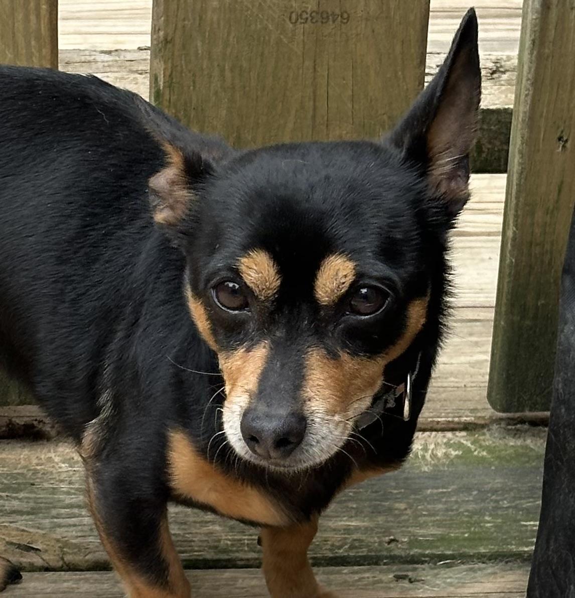 Whitt, an adopted mixed breed in Lexington, NC image 3/6
