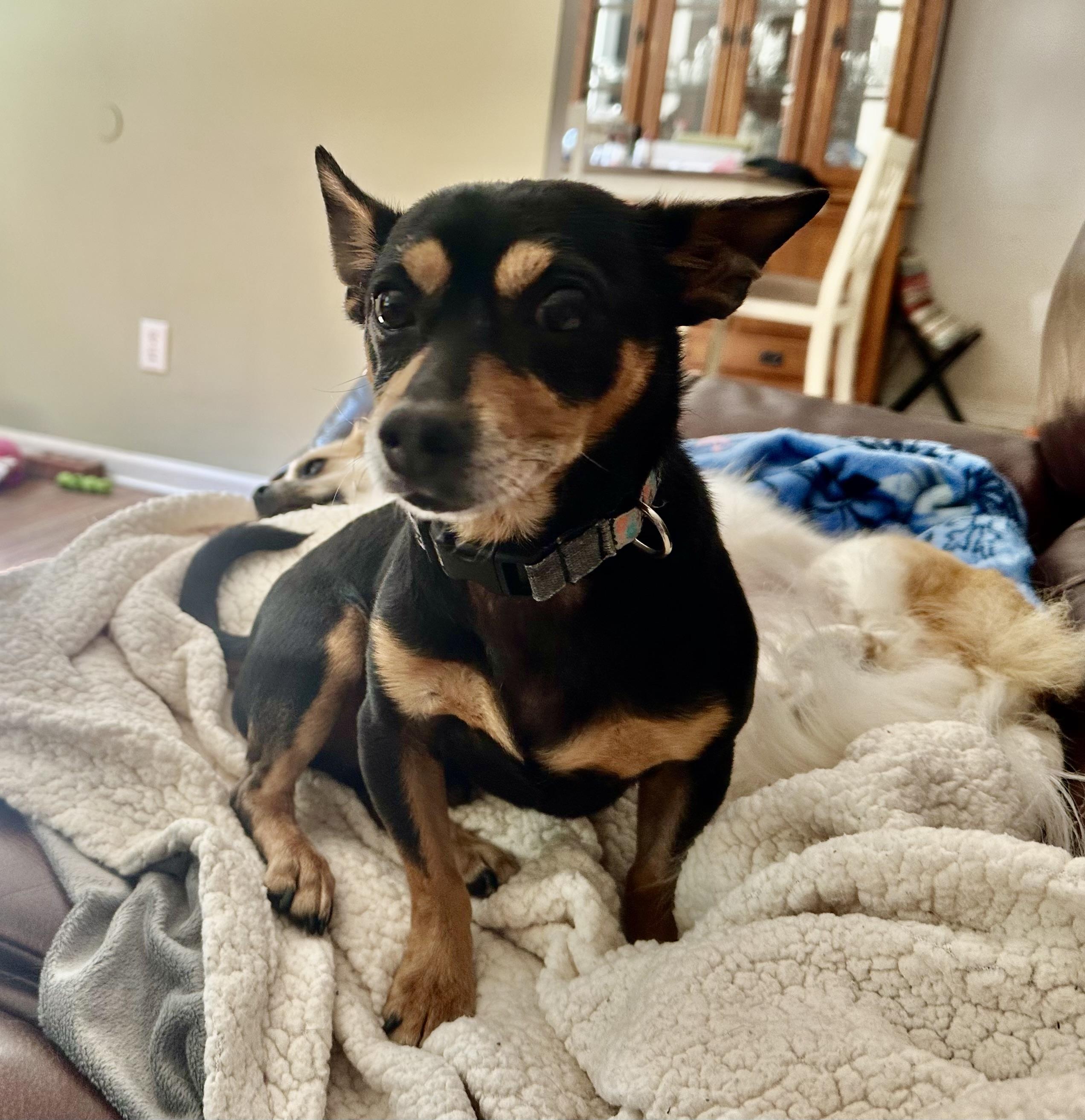 Whitt, an adopted mixed breed in Lexington, NC image 6/6