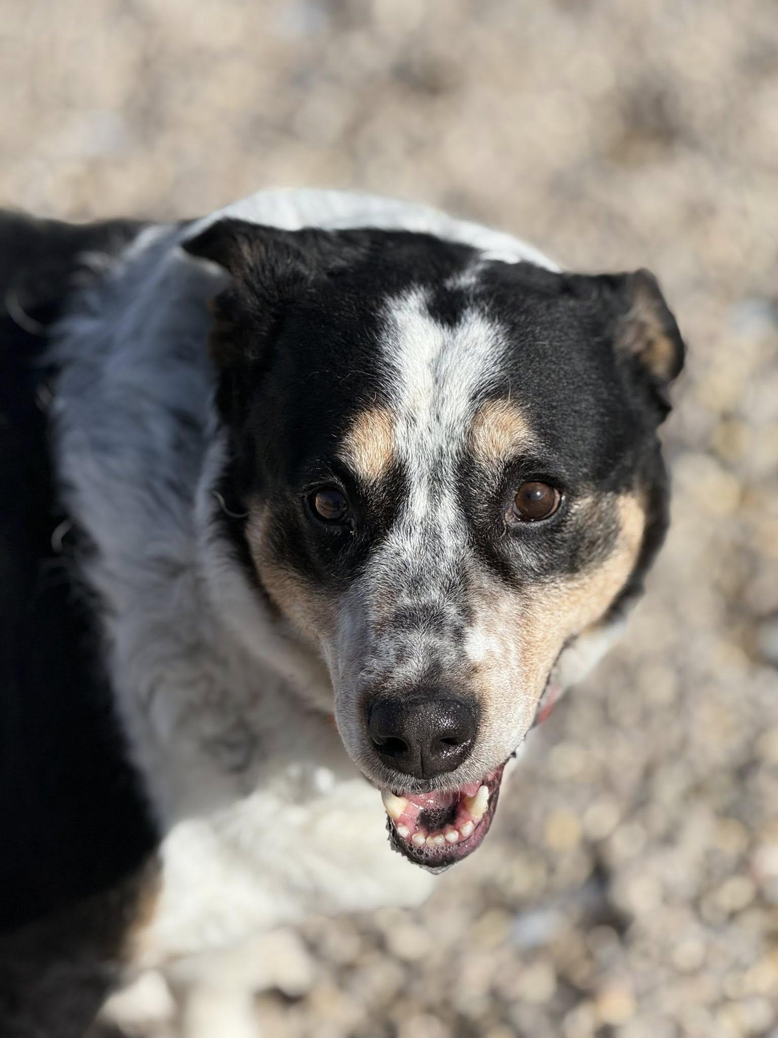 Enlarge Versace, an adoptable mixed breed in Rawlins, WY image 1/5