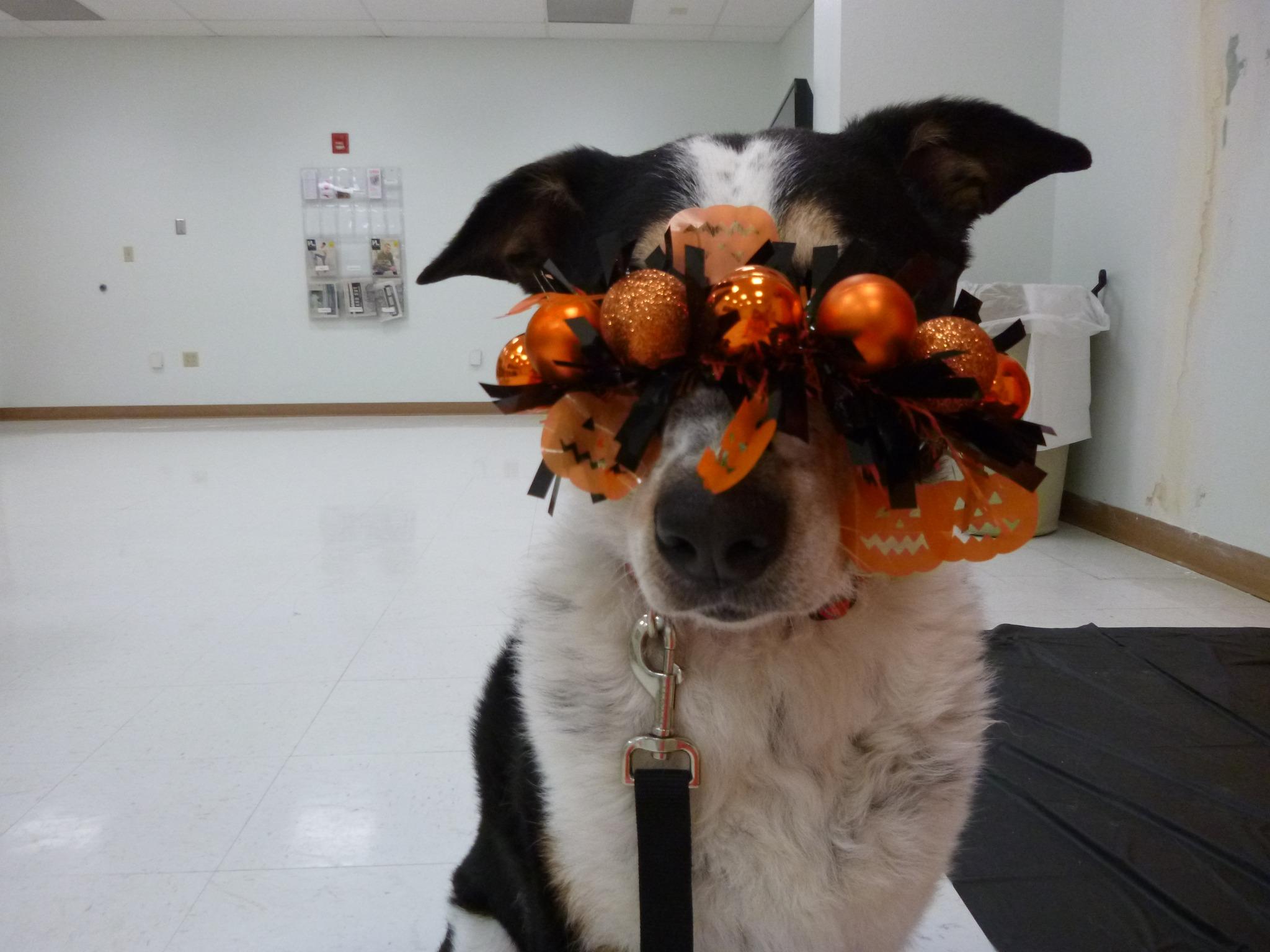 Enlarge Versace, an adoptable mixed breed in Rawlins, WY image 1/4