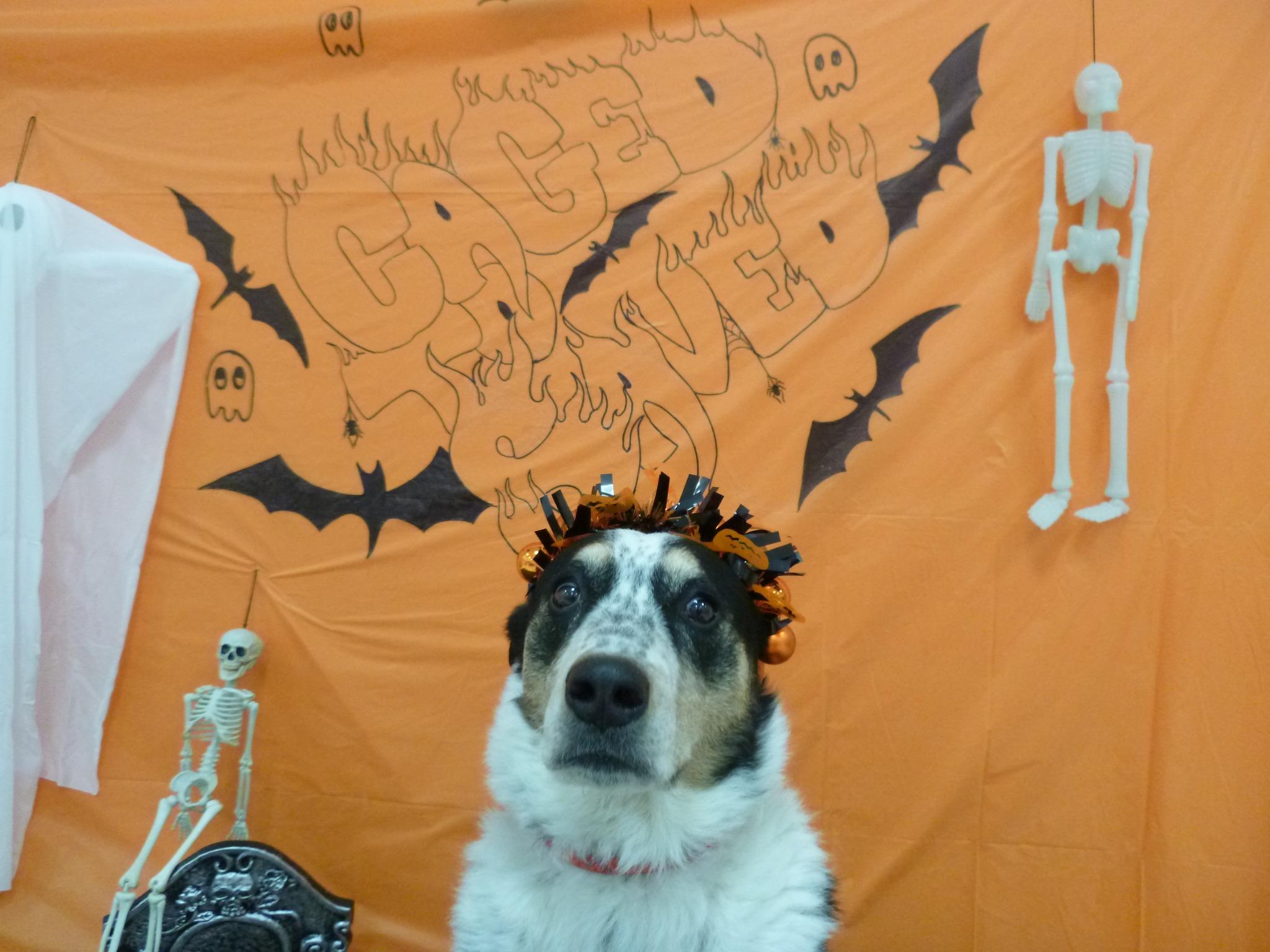 Enlarge Versace, an adoptable mixed breed in Rawlins, WY image 2/4