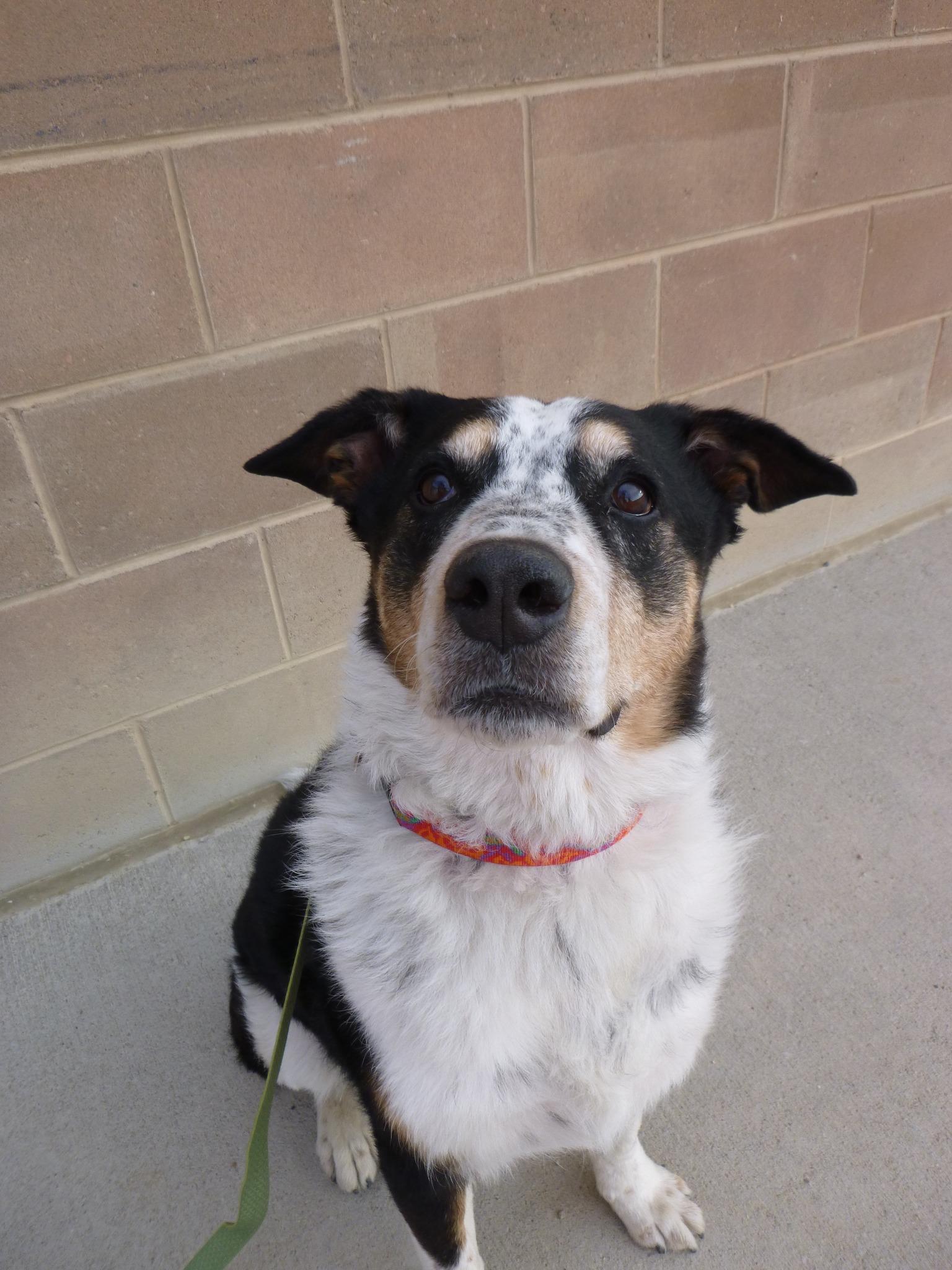 Enlarge Versace, an adoptable mixed breed in Rawlins, WY image 4/4