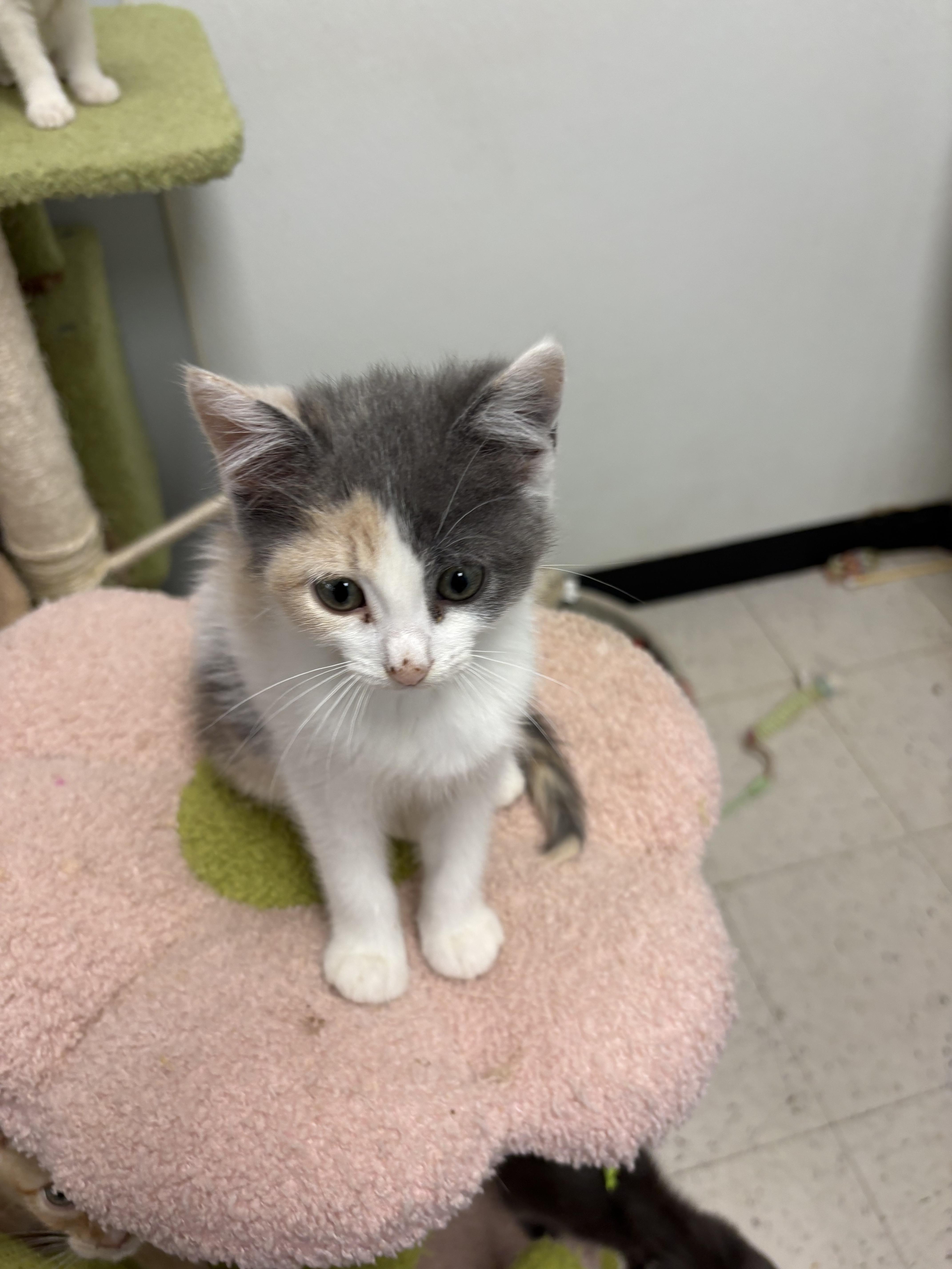 Enlarge Mocha, a Adoptable Domestic Short Hair in Wayne , NJ image 2/2