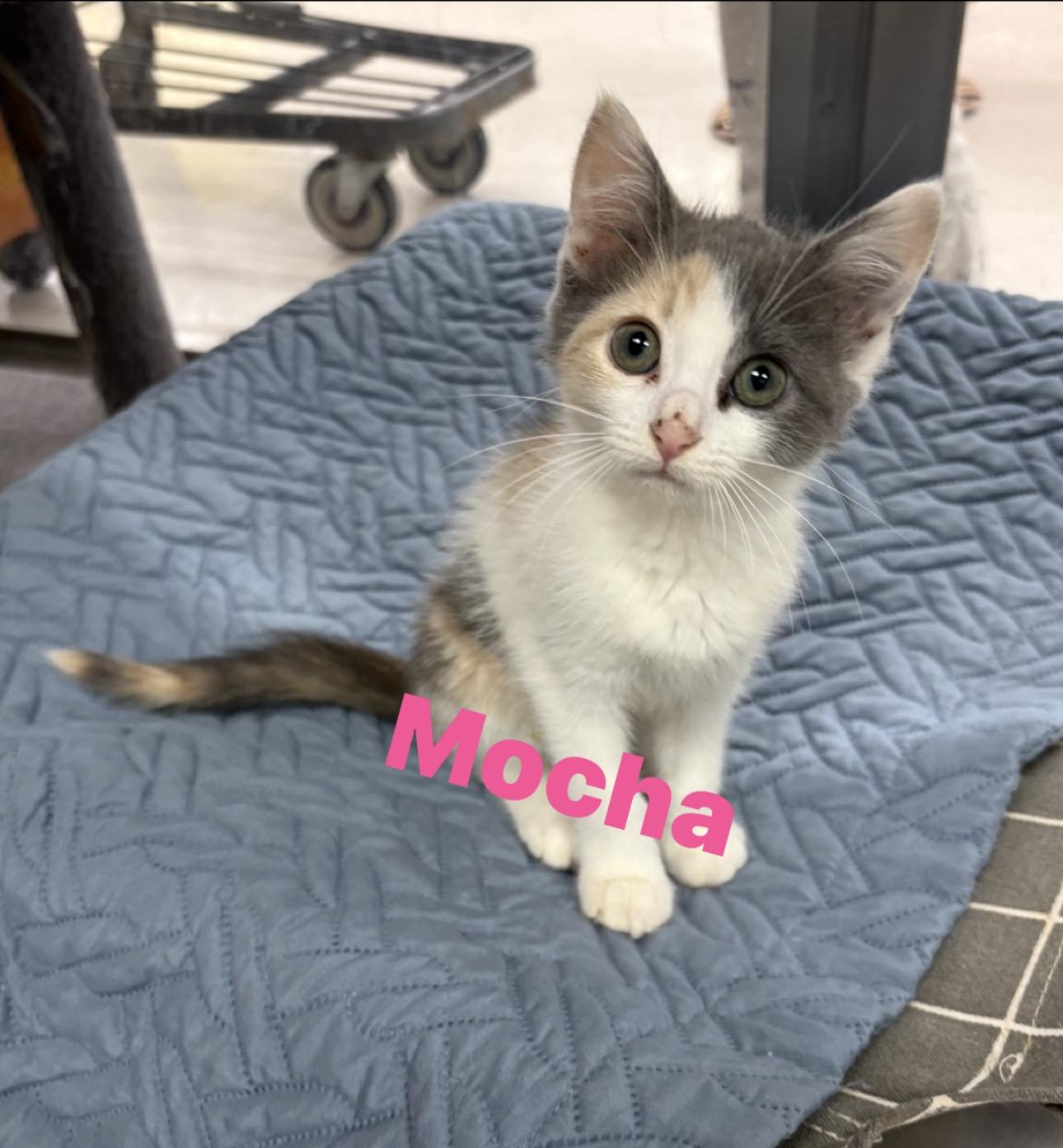 Enlarge Mocha, a Adoptable Domestic Short Hair in Wayne , NJ image 1/2