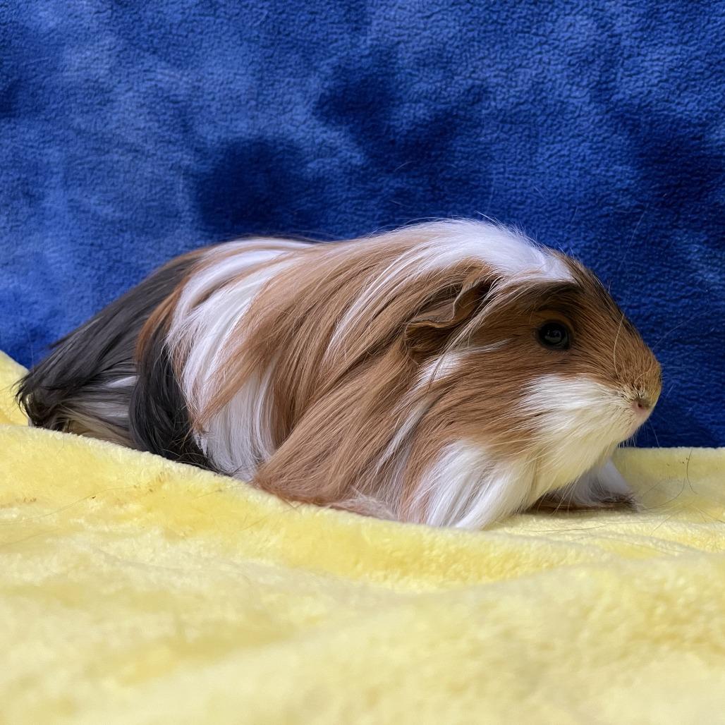 Enlarge Munchkin (bonded with Cleo), a Adoptable Guinea Pig in Decatur, GA image 1/6
