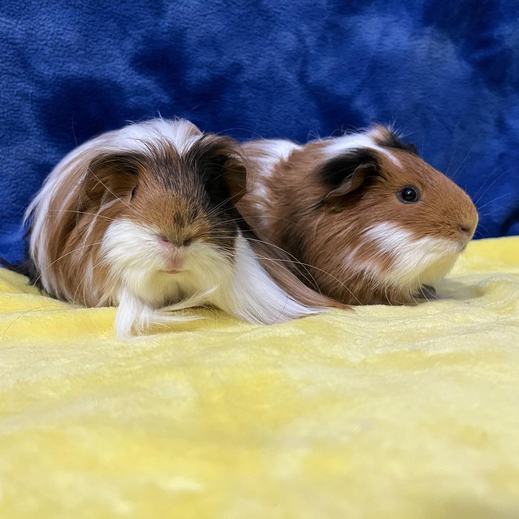 Enlarge Munchkin (bonded with Cleo), a Adoptable Guinea Pig in Decatur, GA image 2/6