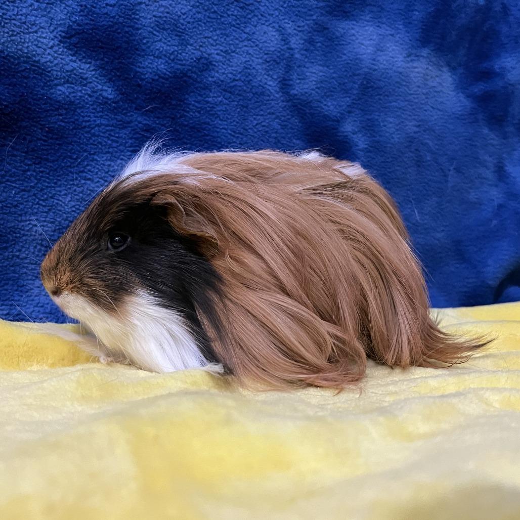 Enlarge Munchkin (bonded with Cleo), a Adoptable Guinea Pig in Decatur, GA image 3/6