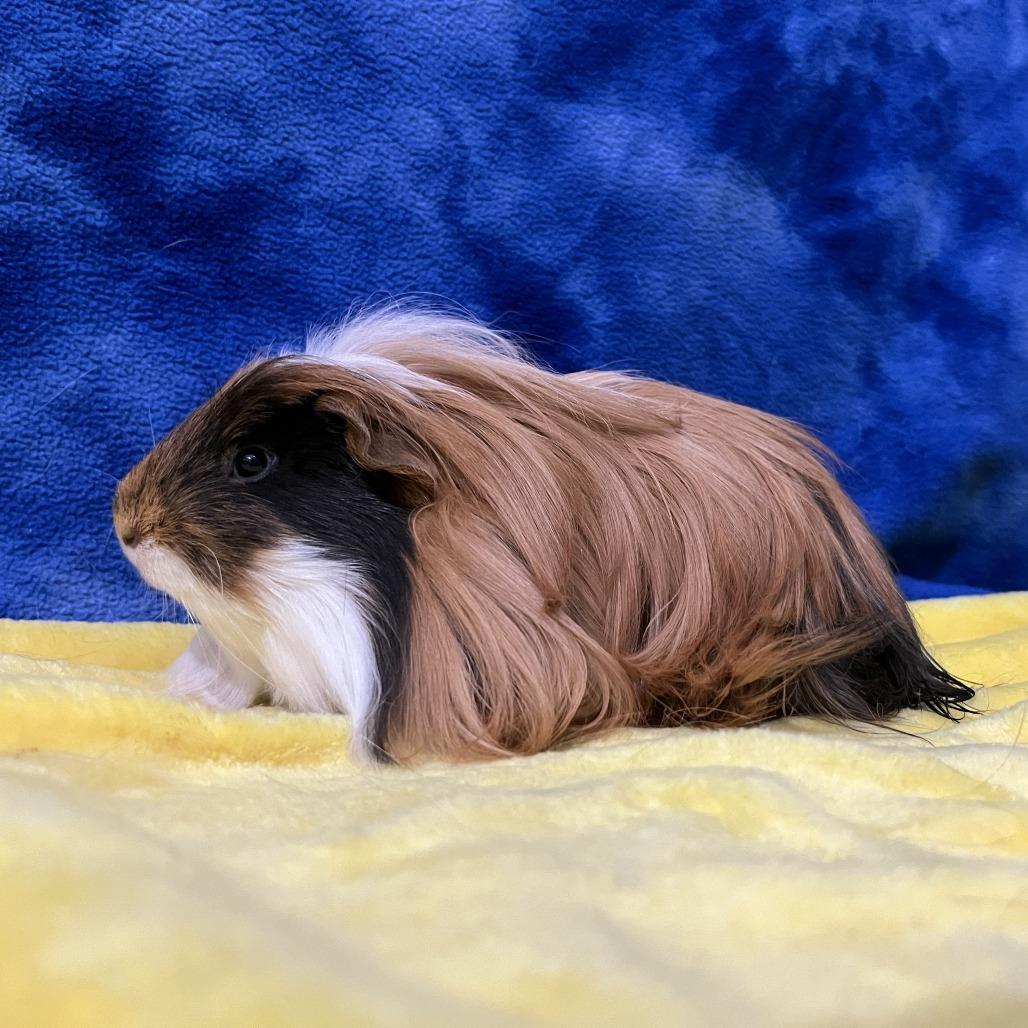 Enlarge Munchkin (bonded with Cleo), a Adoptable Guinea Pig in Decatur, GA image 4/6