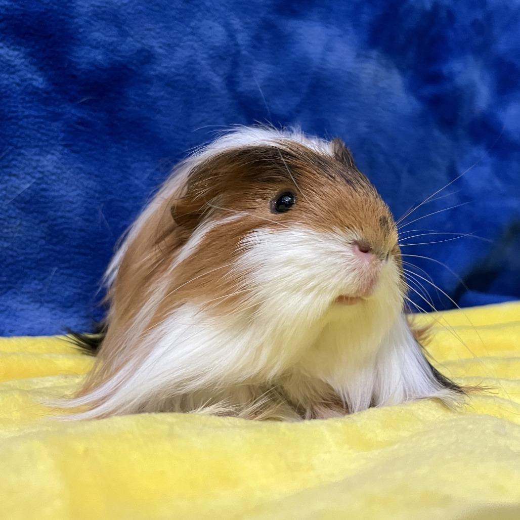 Enlarge Munchkin (bonded with Cleo), a Adoptable Guinea Pig in Decatur, GA image 5/6